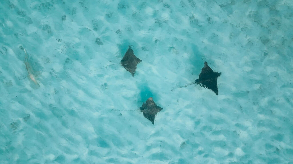 Pohlad z dronu na sting rays na ostrove Dhigurah.