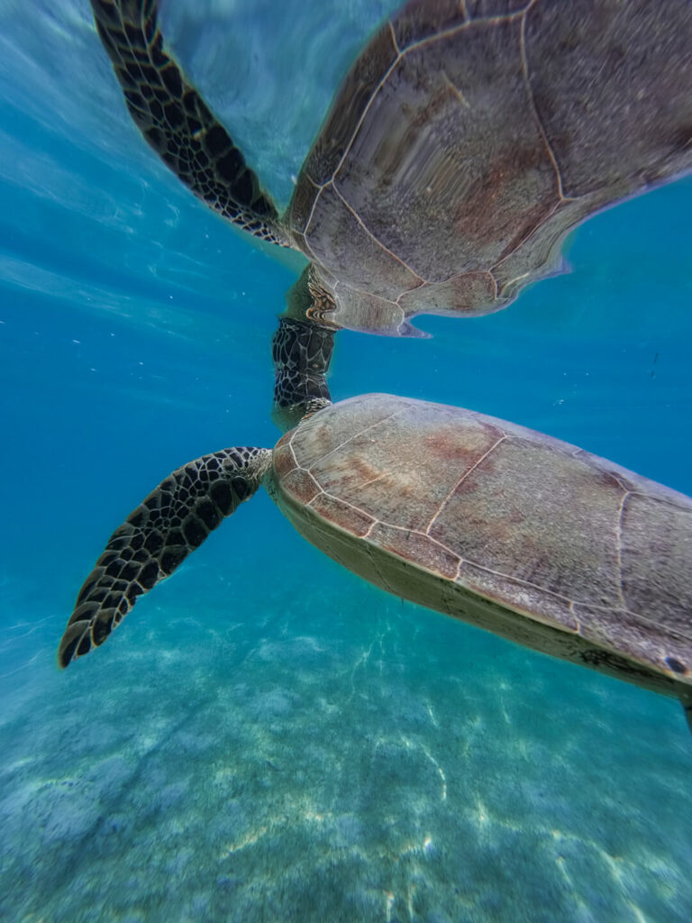 Onuk balabac turtles