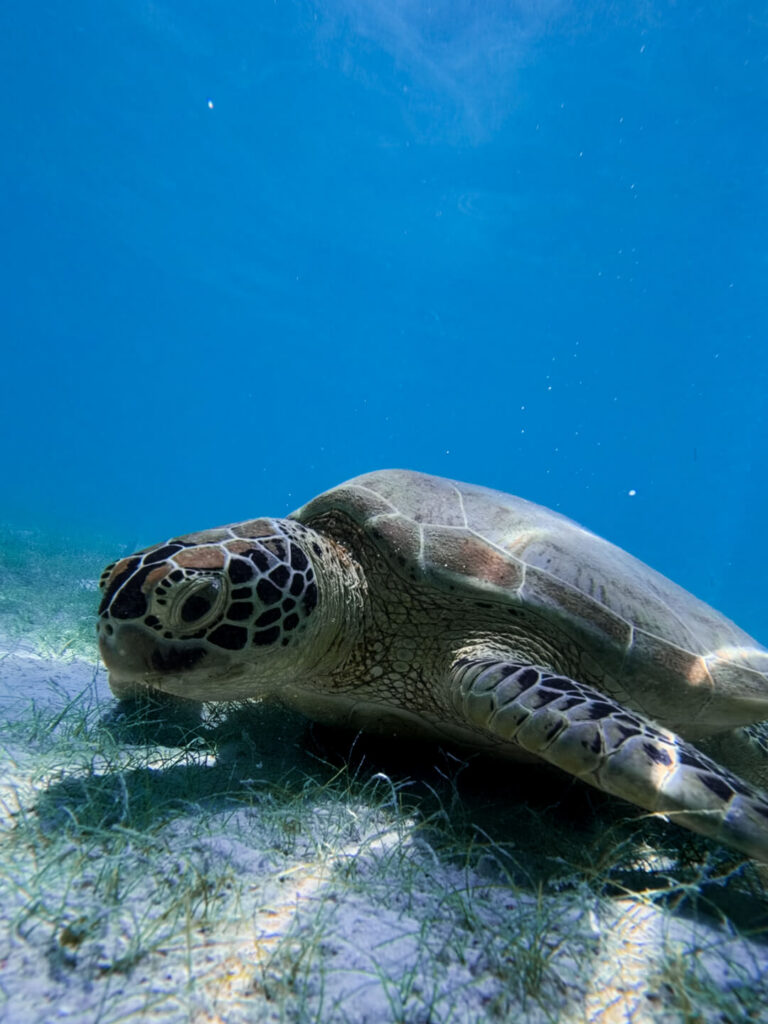 Onuk island turtles