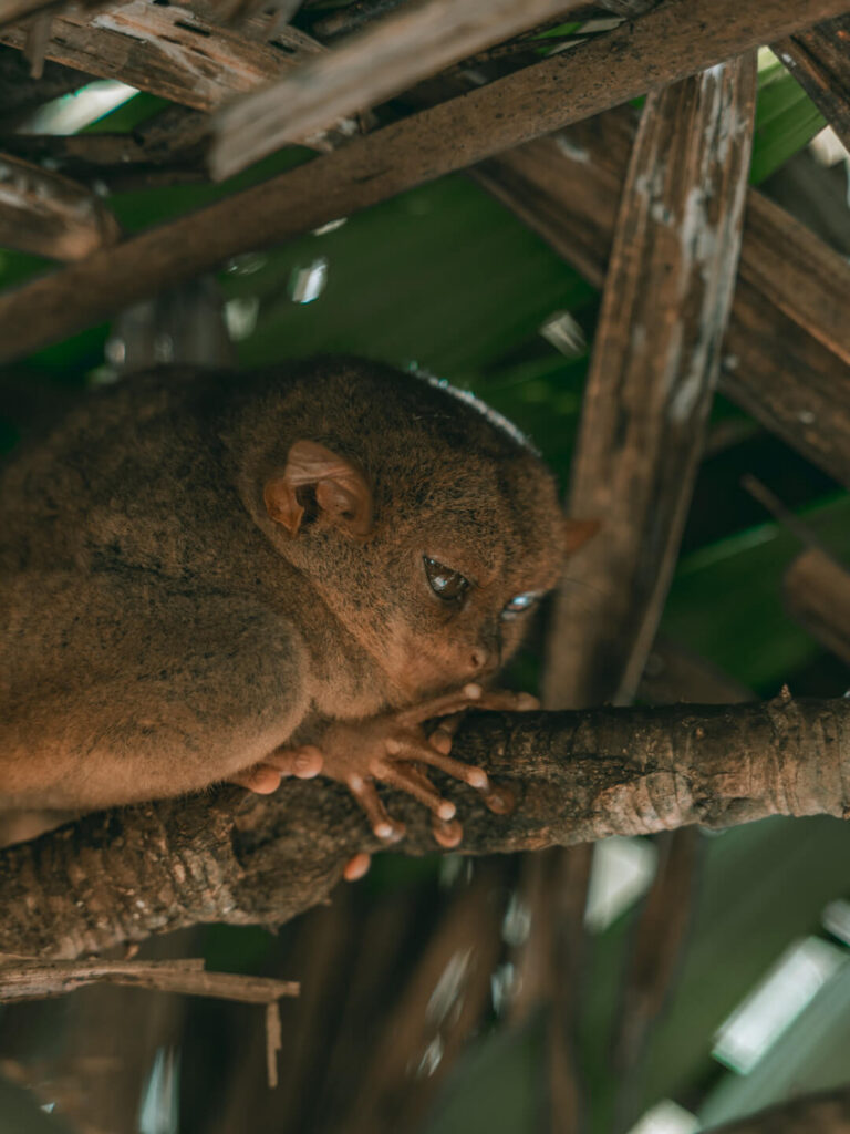 Tarsier sanctuary ethic bohol